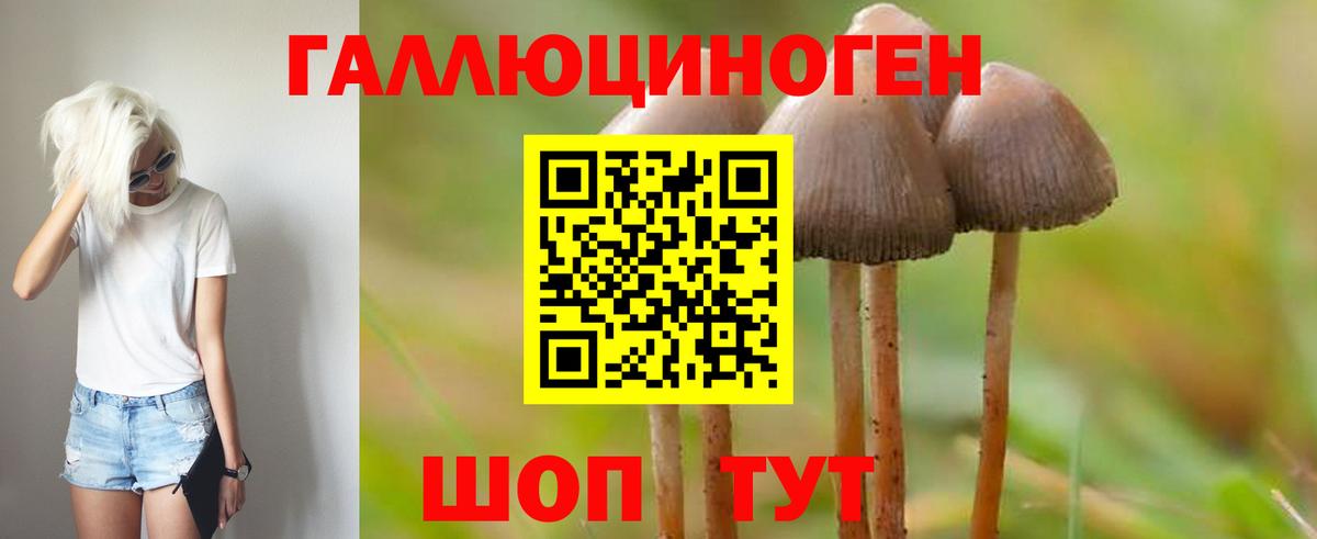 Галлюциногенные грибы Psilocybine cubensis Биробиджан